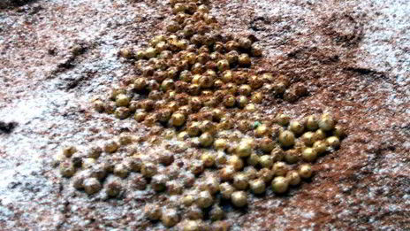 рождественский тирамису