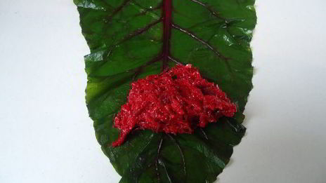 голубцы свекольные