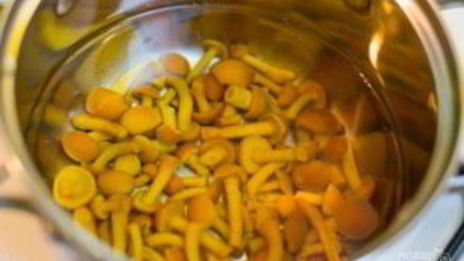 грибы лисички