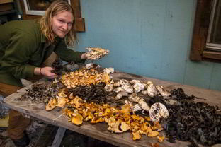 Грибы песочники