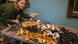 Грибы песочники