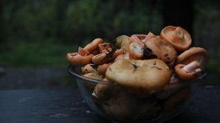 Жареные рыжики