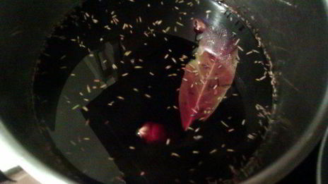 модная говядина по-французски в пряном вине