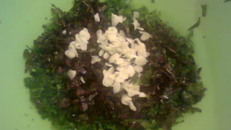 баклажаны и перец болгарский, начиненные зеленью