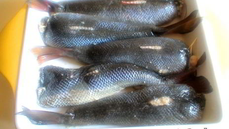 фаршированная красноперка