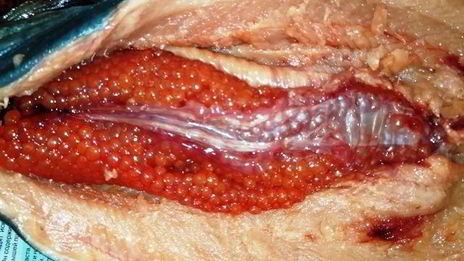 горбуша, фаршированная булгуром