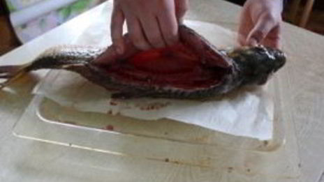 рыба, запеченная с квашеной капустой