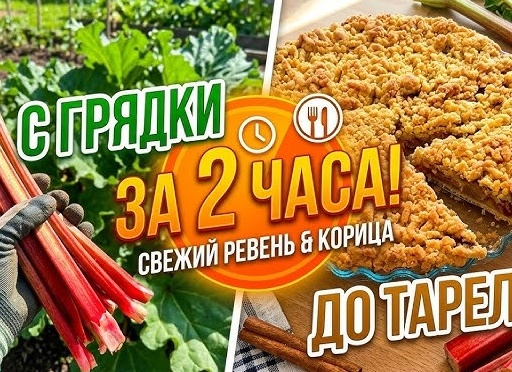 Забытый рецепт кваса из ревеня вернулся в тренды