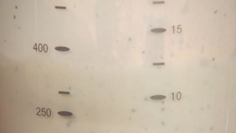 овсяная каша на мятном молоке