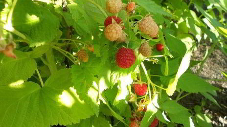 овсянка с ягодами