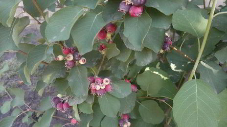 овсянка с ягодами