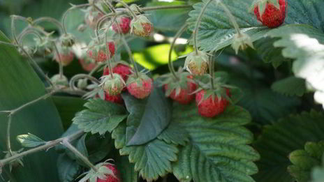 овсянка с ягодами