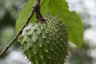 Зеленый чай с саусепом