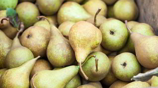 Домашнее вино из груш