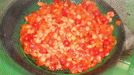 кисель из калины