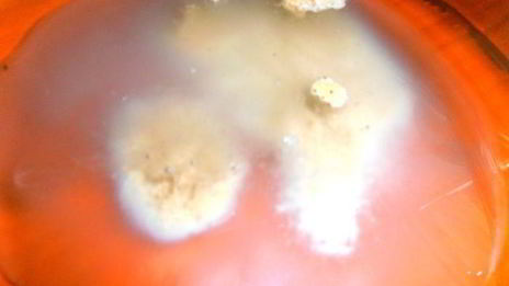 медовый квас