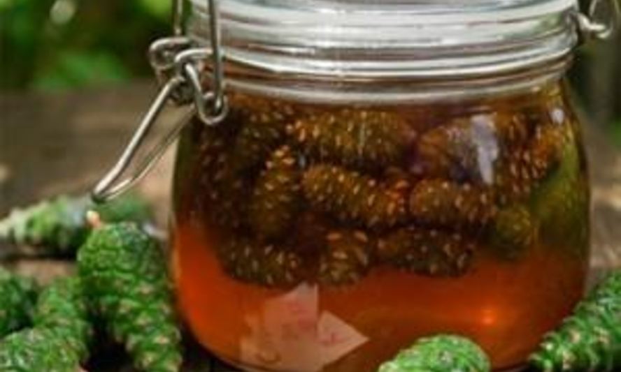 Рецепт сиропа из сосновых шишек