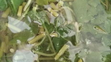 холодник на квасе со шпинатом