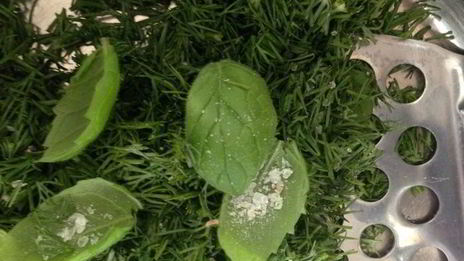 окрошка-мохито