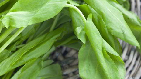 щи из щавеля