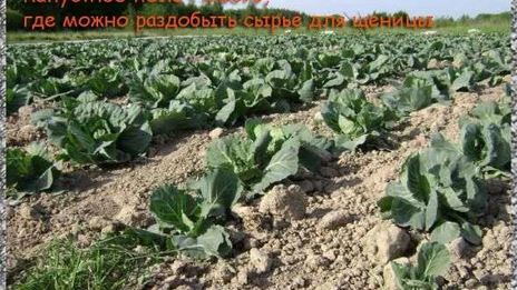 щи из щеницы