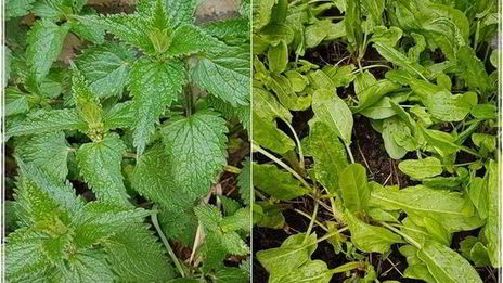 щи с крапивой, щавелем и говяжьими ребрышками