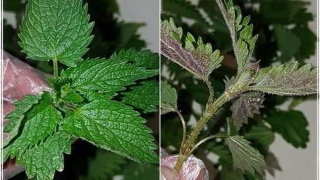 щи с крапивой, щавелем и говяжьими ребрышками