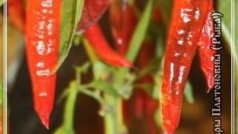 харчо из рыбы по принципу сулаквелидзе