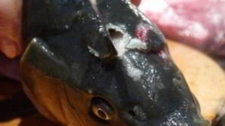 уха из головы сазана