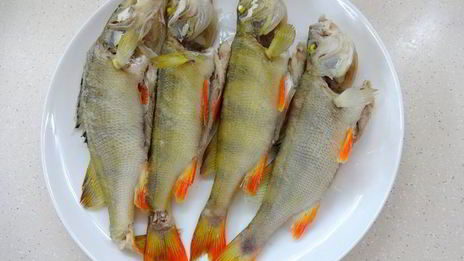 уха из речных окуней