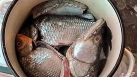 уха рыбацкая