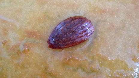 намура — арабский манник, пропитанный сиропом с ароматом роз и флердоранжа