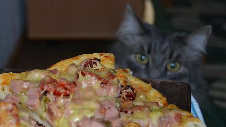 пицца любимая