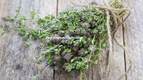 пицца маринара на томатном тесте