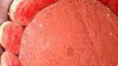 шарлотка с запеченным ревенем, баварским фисташковым кремом и клубникой