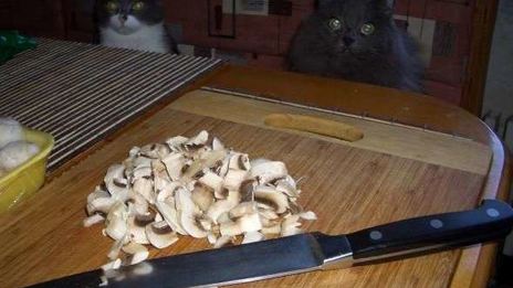 запеканка с тунцом