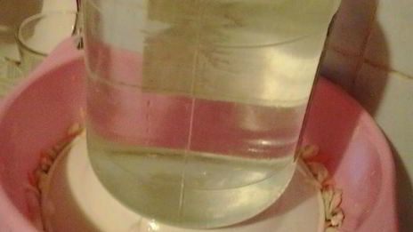 квашеная капуста с грибами