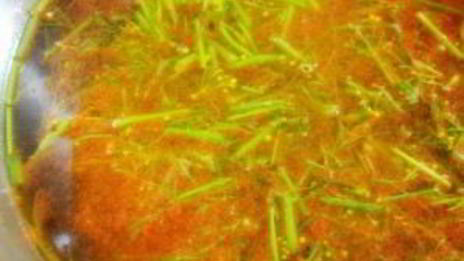 быстрая маринованная капуста с огурцами