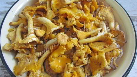 маринованные лисички на зиму