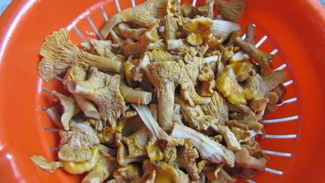 маринованные лисички на зиму