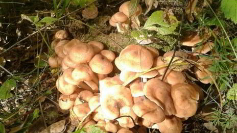 маринованные опята бабушкины