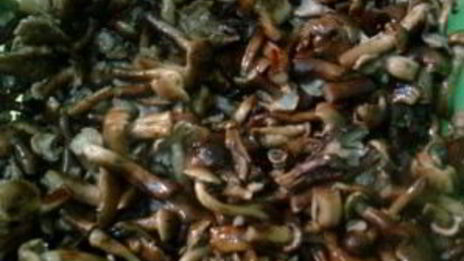 маринованные опята с гвоздикой