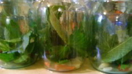 патиссоны, маринованные на зиму