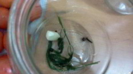 помидоры маринованные сладкие