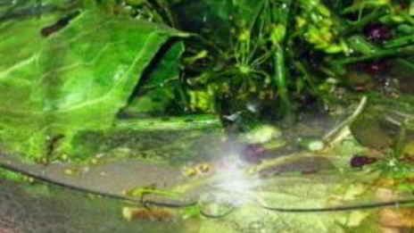 помидоры квашеные