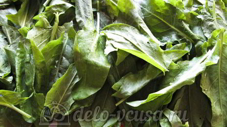 щавель с солью на зиму