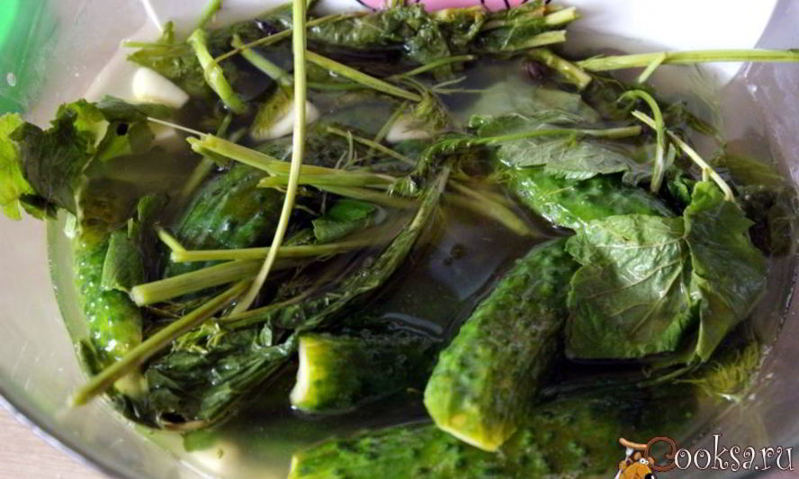 Рецепт малосольных огурцов на минералке суточные