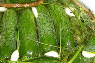 Малосольные огурцы с горчицей