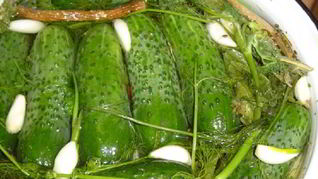 Малосольные огурцы с горчицей