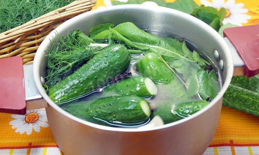 Рецепт малосольных огурцов с листьями ежевики